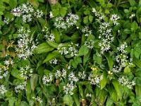 Ausschnitt aus Bärlauchblüten Feld